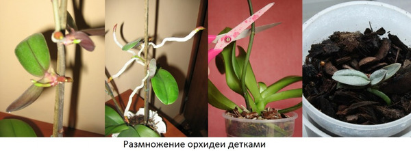 Черенкование