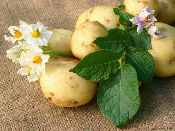 Выращенный картофель своими руками – самое вкусное украшение праздничного и повседневного стола